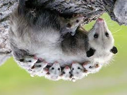 opossum possum inquiring minds