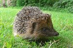 Hedgehog.jpg