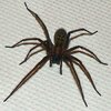 giant-house-spider.JPG