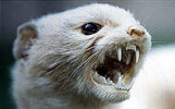Ermine-fangs-700.jpg