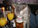beer_drinking_cat.jpg