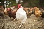 happy-flock-resized-56a885805f9b58b7d0f30bf5.jpg