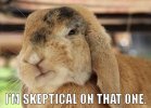 skeptical-Bunny1-.jpg