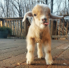 GoatKid.png