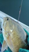 Fish 6a.jpg