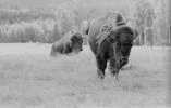 bison 3.jpg
