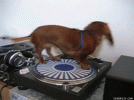 vinyl-spinning.gif vinyl-spinning.gif