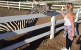 Zebra Kimberley.jpg