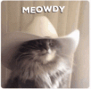meowdy-howdy-cat.gif