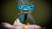 HappyDragonfly.jpg