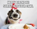 HappyBDaySmilingDog1.jpg