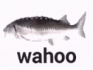 wahoo-fish.gif