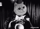 catcoin-cat-crypto.gif