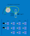 3 Way Brite Cap Switching.png