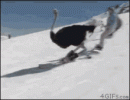 snow-day-skiing.gif