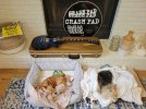 Belle w case and doggos.jpg