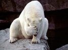 Polar-bear-facepalm.jpg