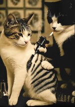 Cat tatoo.jpg