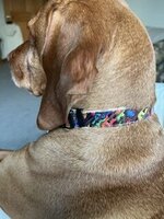 collar.jpeg