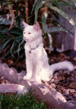IMG_6696.jpeg