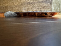 IMG_2026-05-31-103437.jpeg