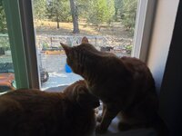 IMG_2026-07-18-124116.jpeg