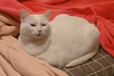 kitty3.jpg