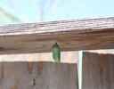 Monarch Pupa.JPG