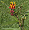tropical-milkweed-flowers-buds-pods.jpg