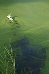 220px-2008-08-22_White_German_Shepherd_swimming_in_algae.jpg