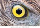 eagle-eye-closeup-goshawk-260nw-749173864.jpg