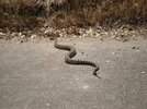 Rattlesnake Small 002.jpg