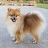 pomeranian.jpg