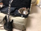 CatInJacksonCase.jpg