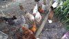 chickens.jpg