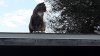 cat on roof.jpg