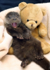 otter news.png