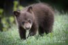 fuzzy-bear-cub-nick-trehearne.jpg