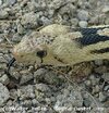 320-snake-gopher-snake-5176.jpg