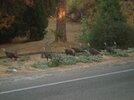 Wild Turkeys Cross Road 221 in Wishon, CA.jpg