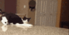 cat.gif