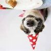 dog with cake296883dd.jpg