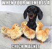 wiener chick magnet.jpg