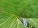 Dragonfly (2).jpg