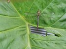 Dragonfly (3).jpg