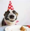 dog with cake296883dd.jpg