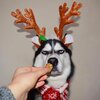 pets_hate_christmas_01.jpg