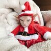 pets_hate_christmas_07.jpg