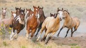 3d7d70c1-a446-400a-a0b2-dc7dec4fc052-large16x9_wildhorsesGetty.jpg