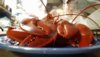 Lobstah_1.jpg